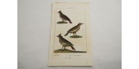 Antique original hand-colored bird engraved plate 60